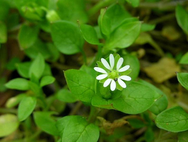 Stellaria media / Centocchio